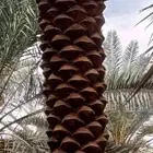 سلام عليكم. نقوم بتكريب وتنظيف وشذاب نخل العربي ول واشنطونيا