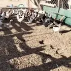 دجاج البيع سعر ب 30