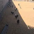 دجاج فيومي شبابي بياض وبشاير