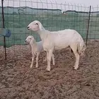 خلفه حريه تحتها طلي