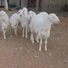 طليان حريات طيبه بالحيل أطراف وأشكال مشاريع فحول