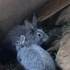 تاا