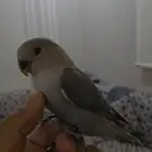 طير روز للبيع أليف