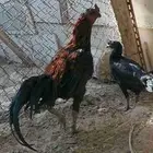 دجاج دغم تايلندي