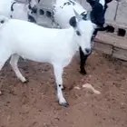 تيوس جنوببه مخاصي وظهورها مغلقه فل الفل