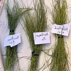 مرخ طري