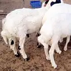 ذبايح مشاريك طيبه انتاج المراح