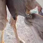 ناقتين للبيع