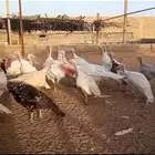 ديك رومي