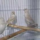 كناري ستنايت عيون حمر من أهالي بيور