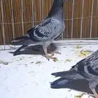 دراقون