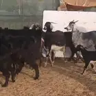 معزا متابيع ودفيع