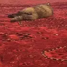 لقيت قط ضائع