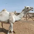 ناقة وضحى للبيع