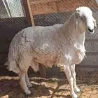 فحل حري صنف ثني