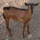 جنوبيات