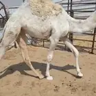 قعود طيب
