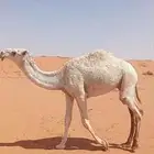 قعود اوضح سنه حق