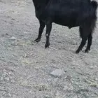 تيس فحل للبيع جامع ع اول جمع