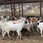 عرض معزا السعر 495فقط بي مناسبت اليوم الوطني