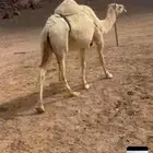 للبيع الضريبه