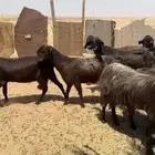 معزا