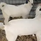 بهم بيشي للبيع شي فاخرر