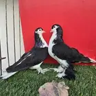 حمام شيرازي لاهور انقليزي