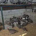 للبيع حبشي بياض الحجم سوبر جامبو العدد 70 جوز