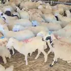 طليان يمنيه شبيه الحري شحم ولحم ووزن ما شاء الله