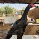 شامو الماني دم هزاز