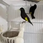 زوج سسكن اسود انتاج البلد