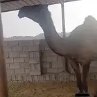 قعود للبيع