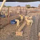 طليان حري . عدد 7