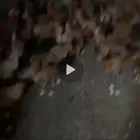 دجاج مشروع فقاسه