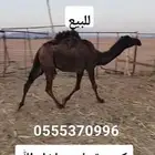 بكره حقه