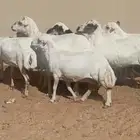 للبيع غنم رفيد العدد 8 روس وناقه شعلا بكر