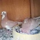 زوج حمام قلاب توب