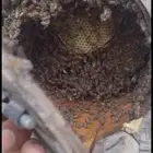 نحل بلدي للبيع