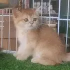 كيتن قطط برتش جميله جدا