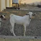 تيس بيشي فحل ابرص صنف للبيع