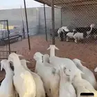 بهم حري العدد 11 سته خرفان وخمس رخال