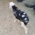 رخل نجديه
