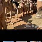 آجار جمال رحول ركبي وا خيول بي اليوم وا الاسبوع وا الشهر