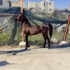 حصان شعبي عربي للبيع