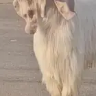 فحل عارضي رباع منتج مطور ابيض كريمي ابرص