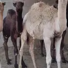 للبيع حشوا العدد4 كلش قعود ومعز مشاريك