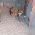 دجاج وصيصان