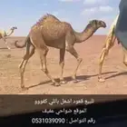 قعود للبيع