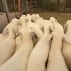 طليان ورخال للبيع